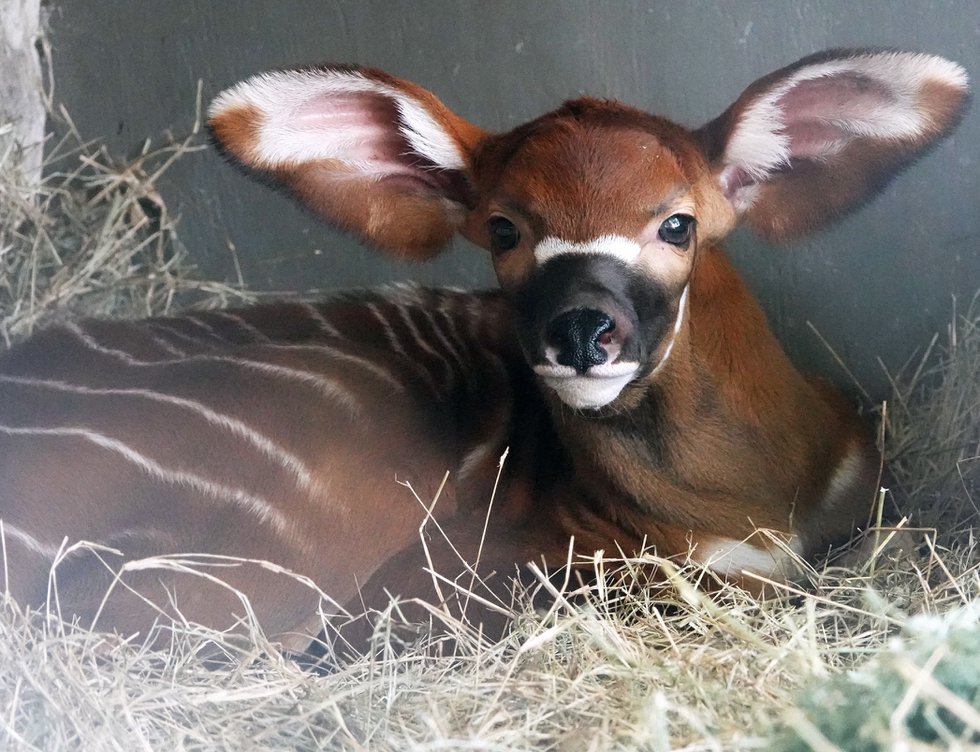 baby_bongo_laying_down