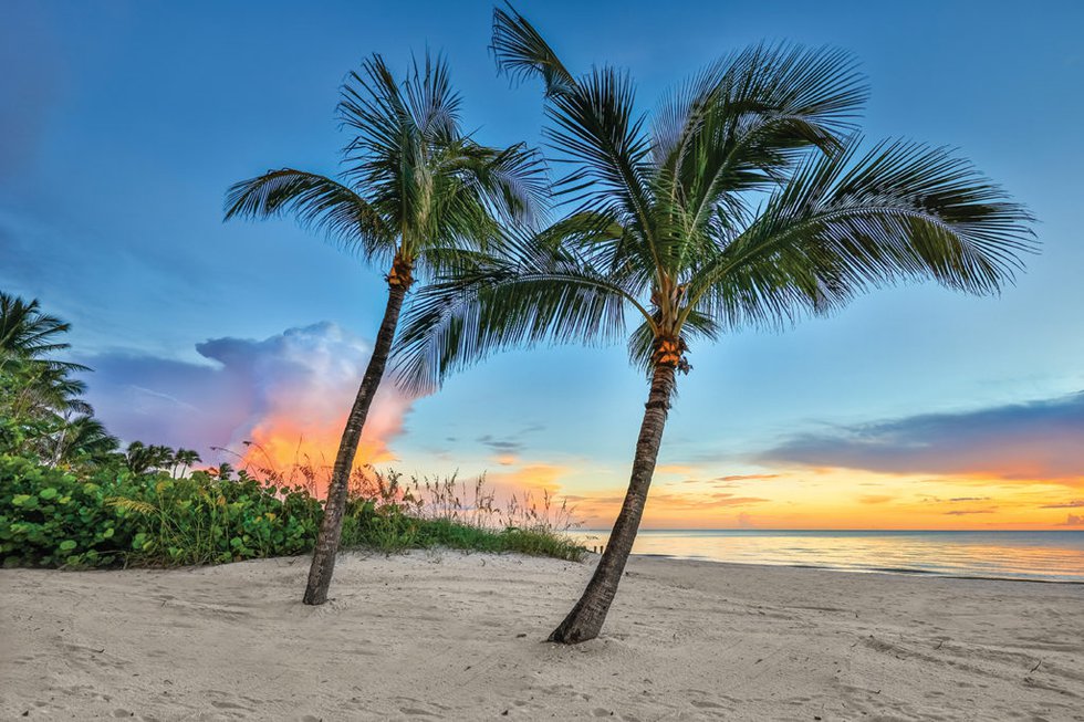 Beaches_DennisGoodmanPalms-1024x683.jpg