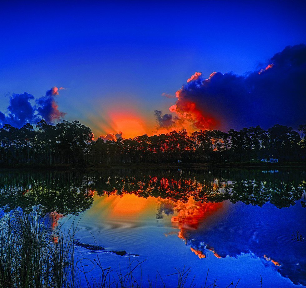 A colorful sunrise on Long Pine Key Lake in the Florida Everglades with smooth water and a nice reflection and as a bonus.....an alligator in the foreground.