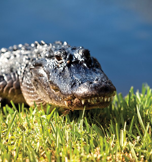 Alligator in the swamp