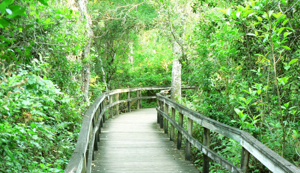 Birding Walk