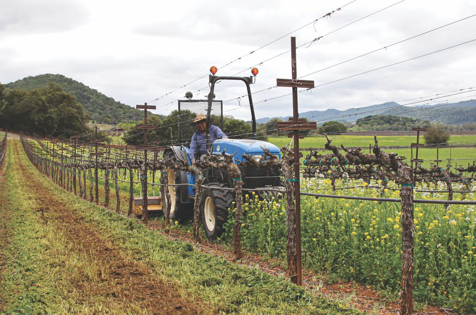 Cover crop Courtesy Gargiulo Vineyards