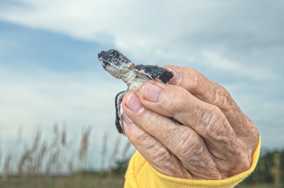 Sea Turtle Protector Eve Haverfield