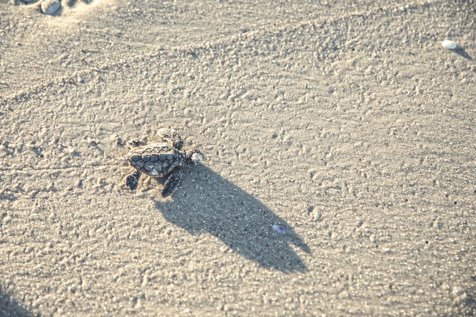 Sea Turtle Protector Turtle on the Beach