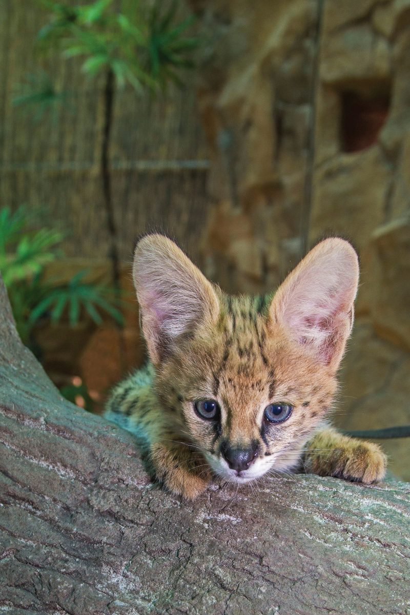 nz-servals-2014-20copy_web