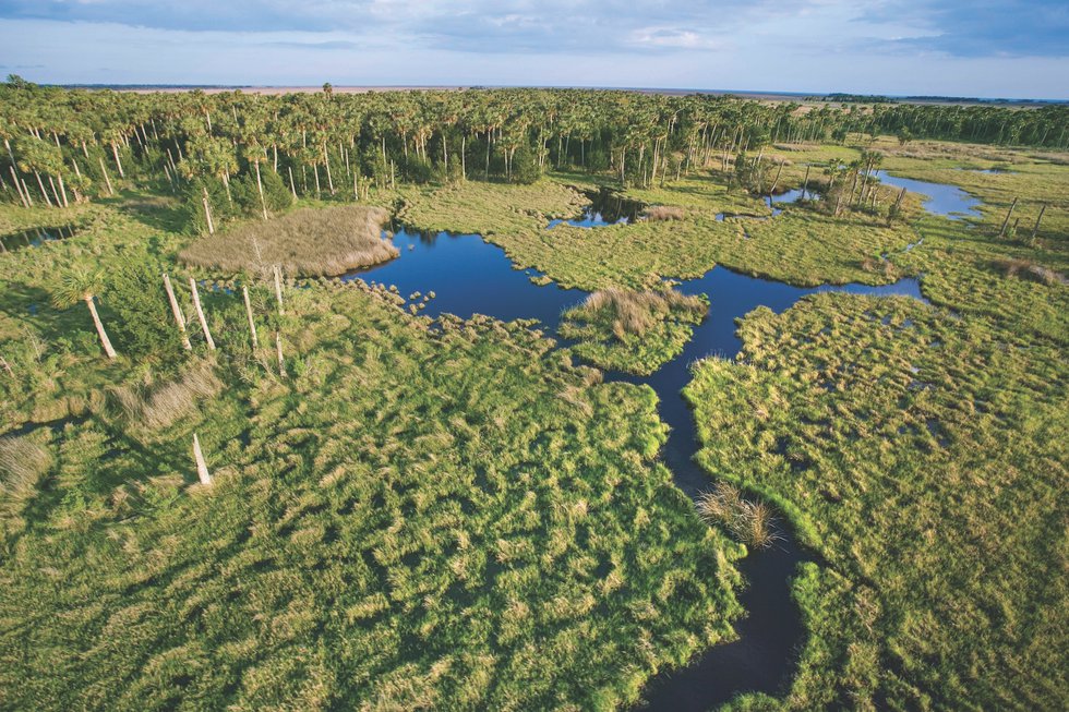 Future of Conservation Getty Images