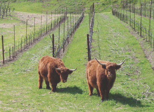 Flower and Daisy in the Vineyard Courtesy Benziger Family Winery