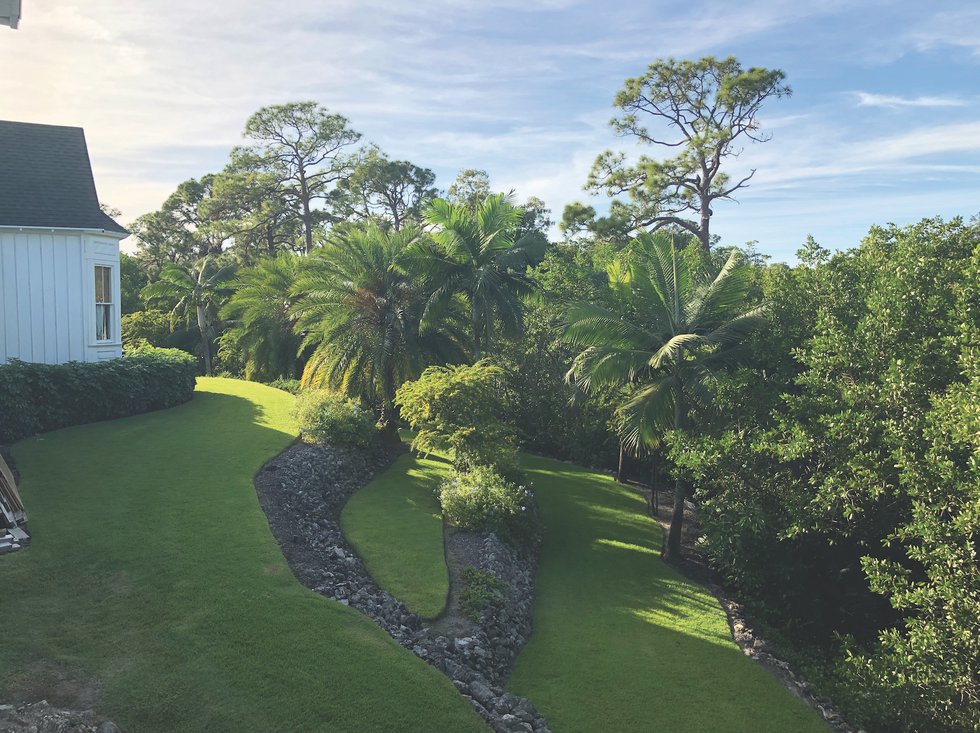 Rewilding Side Yard