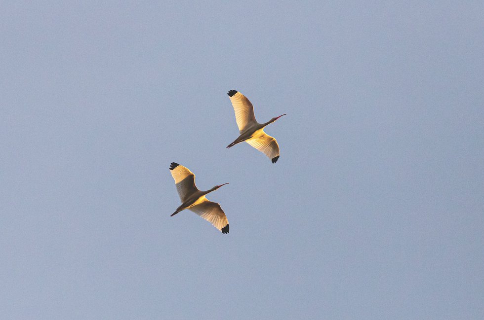 White Ibis in flight corkscrew