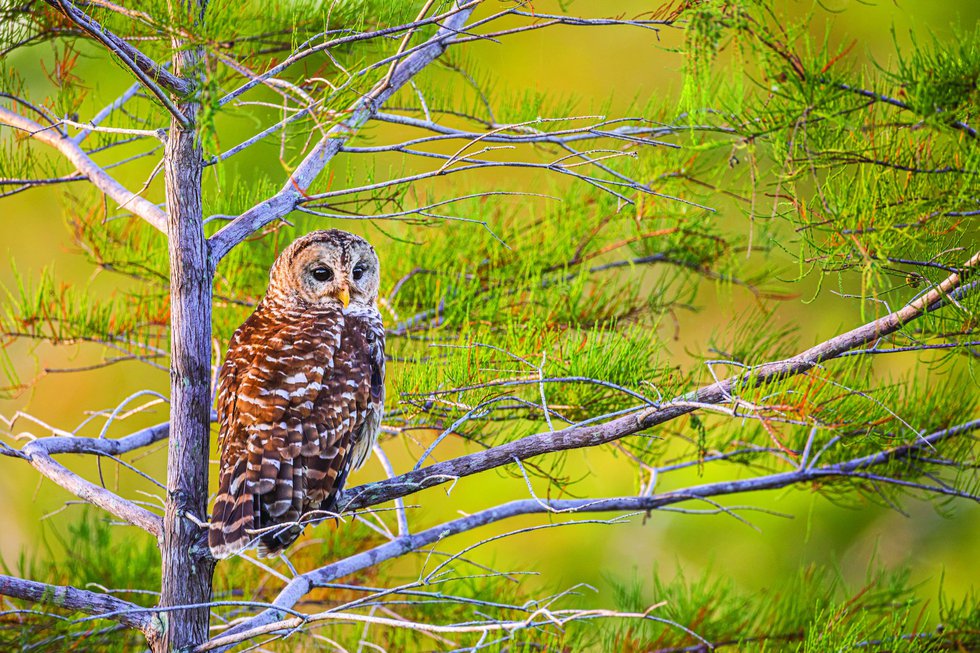 Barred Owl Perched in Tree