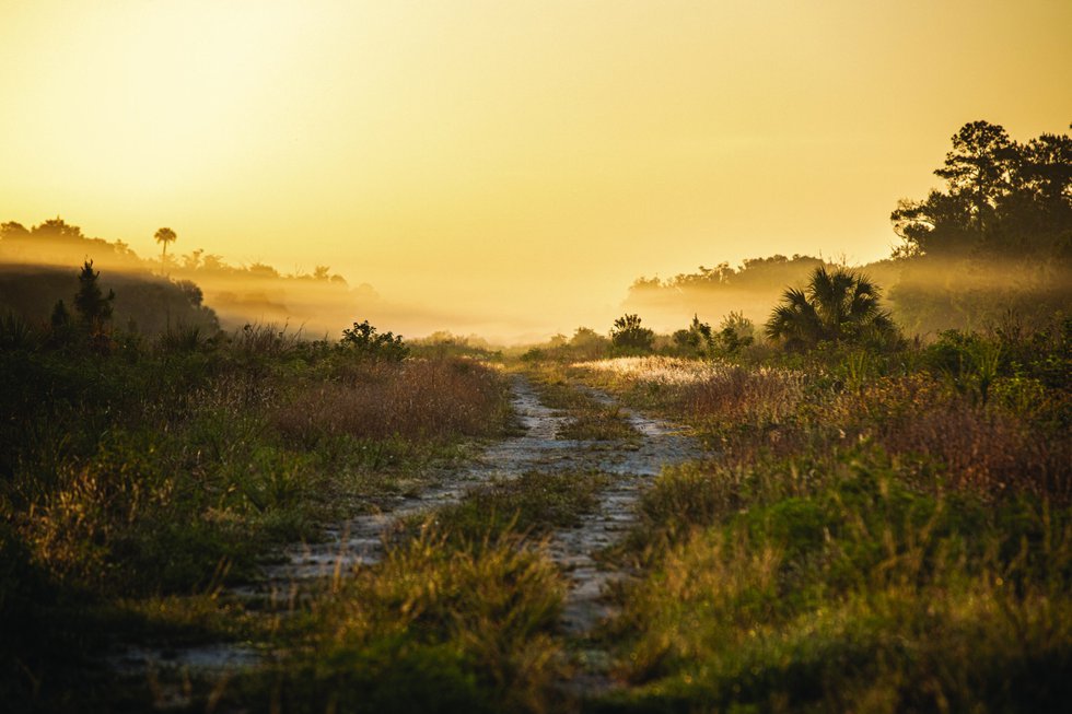 Picayune Stand State Forest