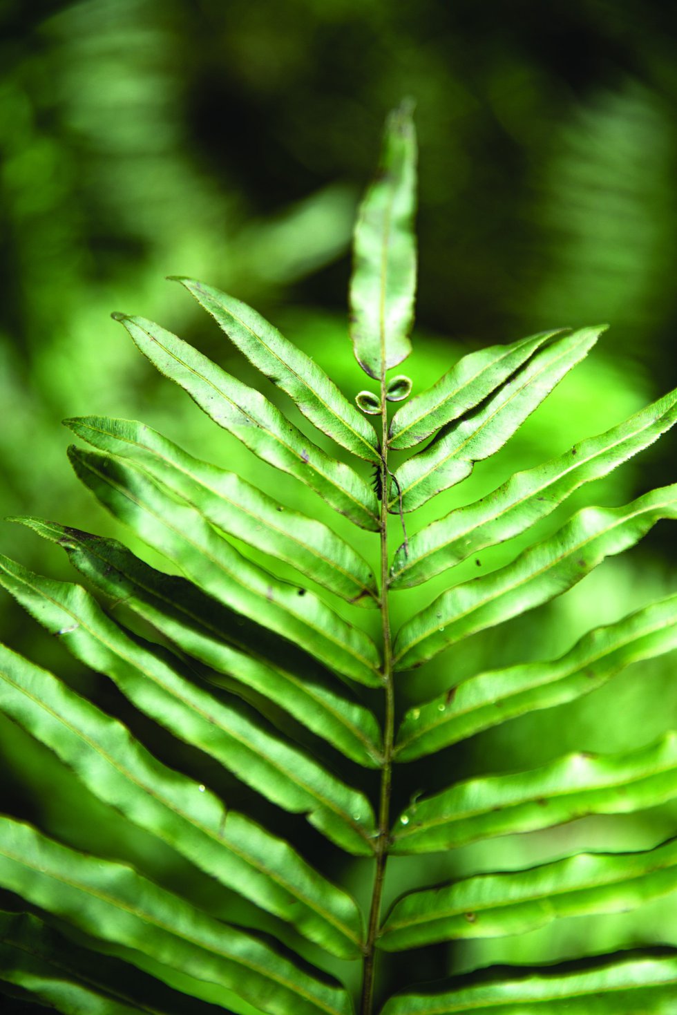 Picayune Strand State Forest Leaf