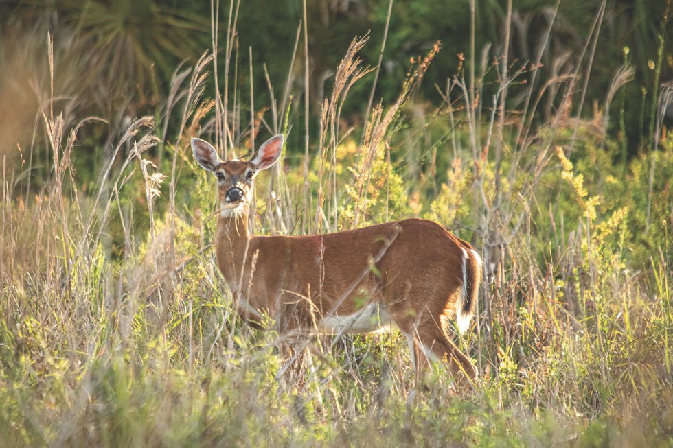 Picayune Stand State Forest Deer