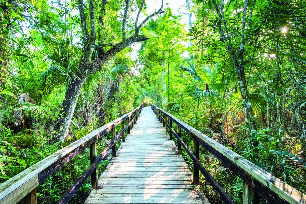 The Florida Everglades, Boardwalk, Fakahatchee Strand Preserve