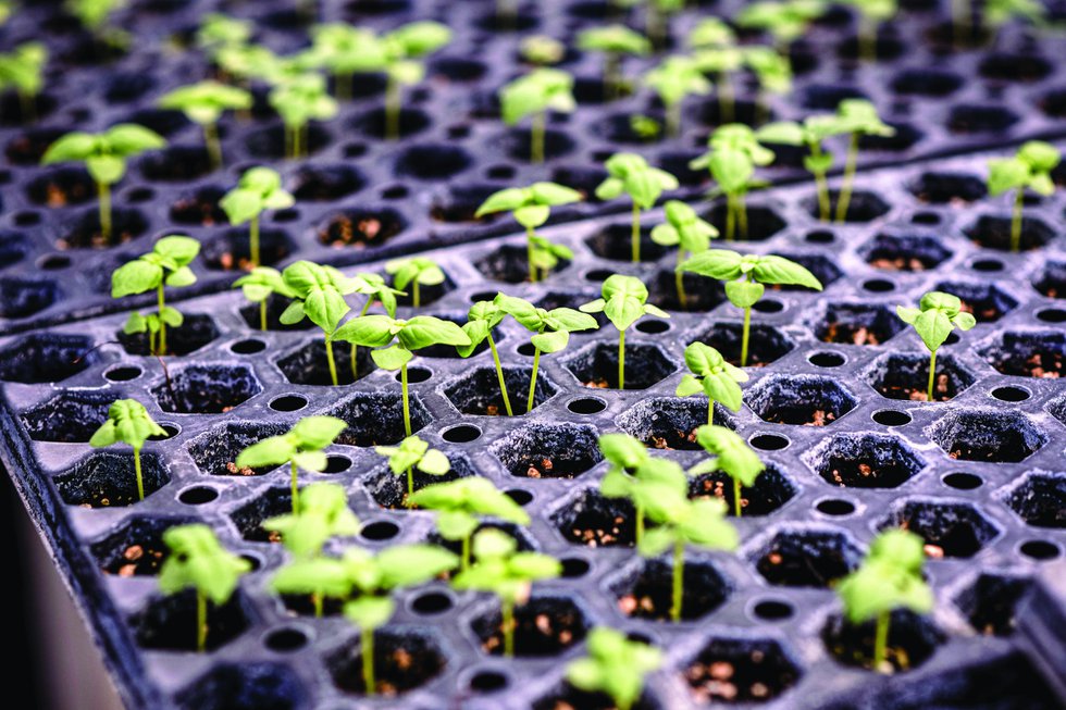 InyoniFarm Seedlings