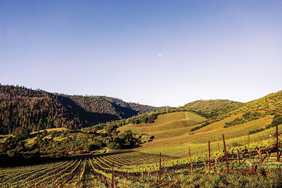 Forlorn Hope vineyard by EmmaKMorris-0293 copy