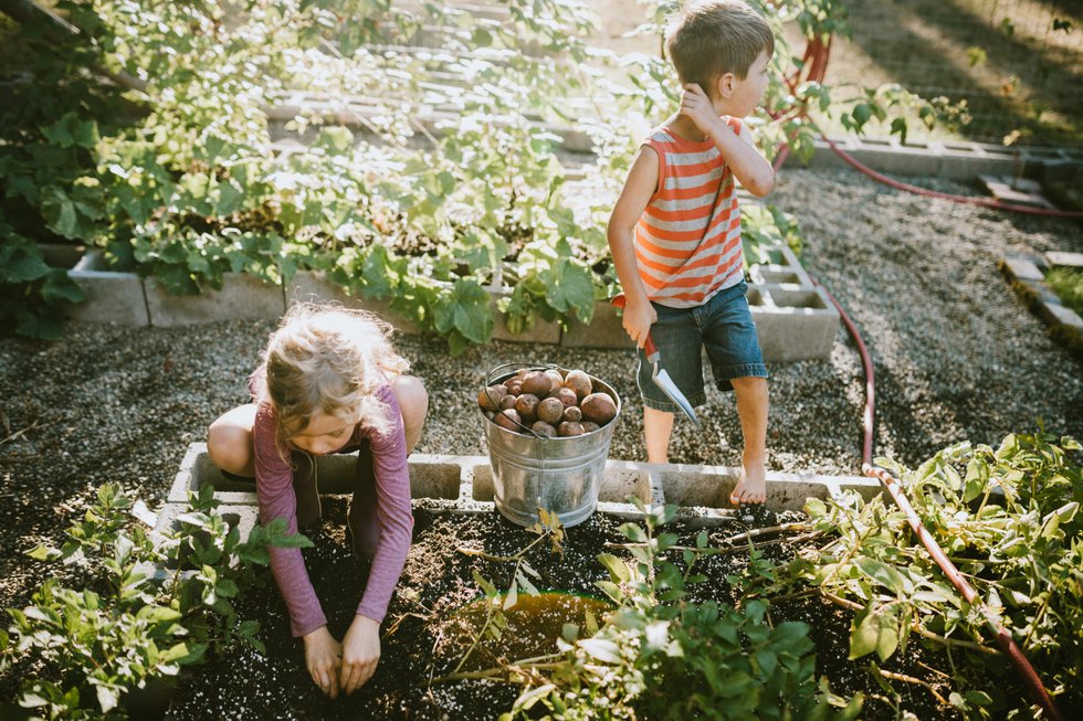 Family Harvesting Vegetables From Garden at Small Home Farm