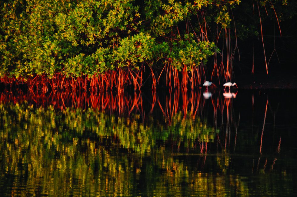 Two ibis forage along the shoreline next to a grove of red mangroves reflected in the still waters of Biscayne Bay.