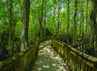 Big Cypress National Preserve