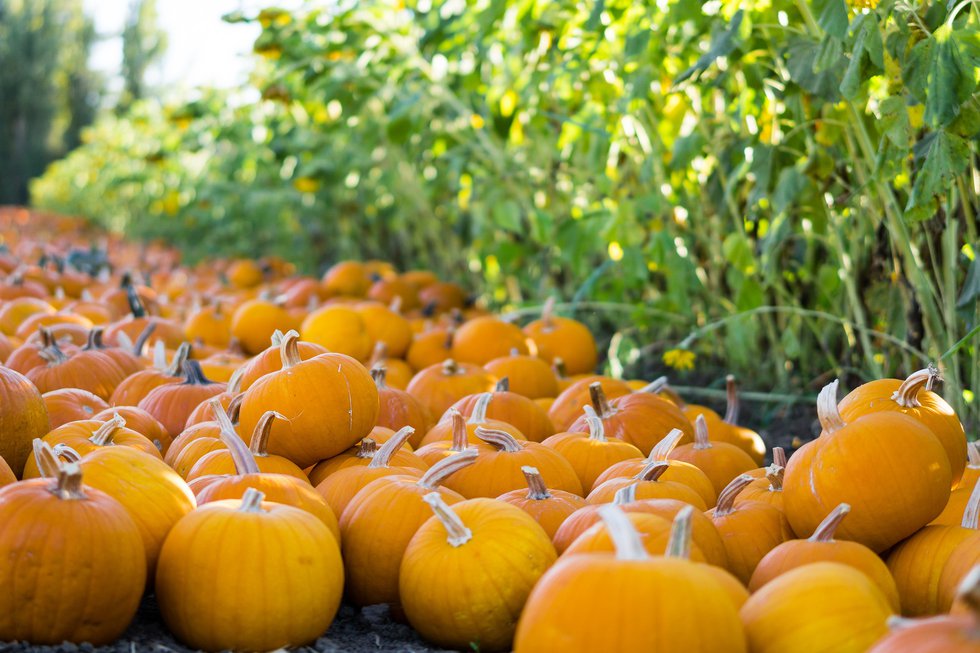 pumpkins-3734207_1920