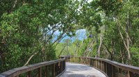 Trail surrounded by greenery