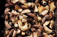 Stone Crab Claws