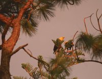 Eagles in a tree