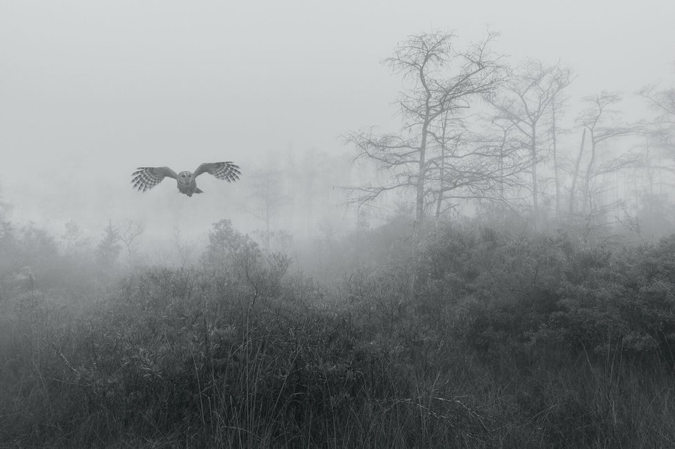 Owl in the woods