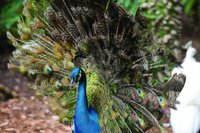 brightly colored peacock