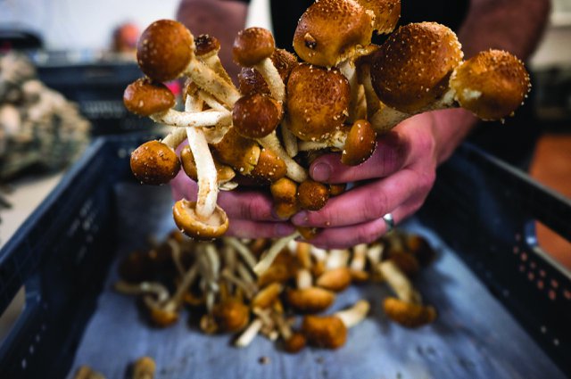 Hands holding mushrooms