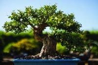 Bonsai Tree