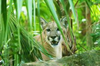 Rescued Florida panther at Naples Zoo