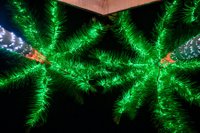 Palm tress decorated with Christmas lights