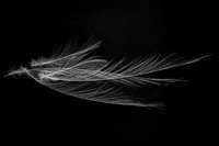 Feather