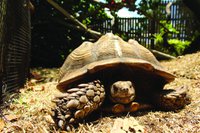 Wonder Gardens tortoise (1)