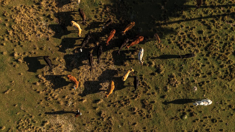 Cattle at Circle C Farm in Felda, FL