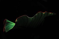 Single tropical leaf showing graceful red outline of leaf edge on black background - Low key