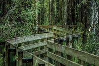 Six Mile Cypress Slough Preserve