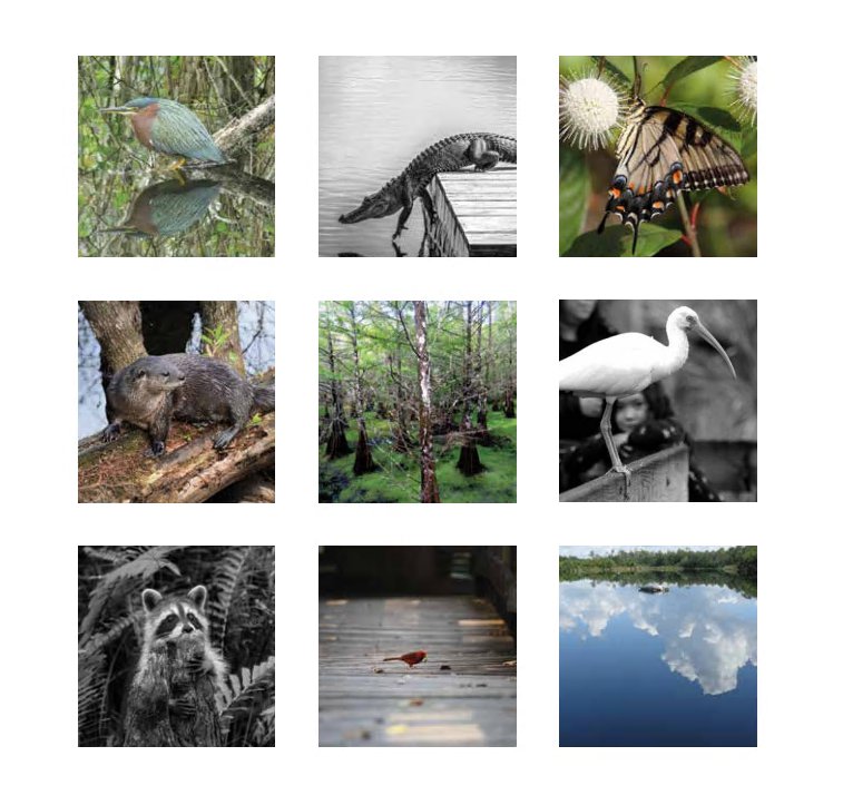 Wildlife Collage at Six Mile Cypress Slough Preserve