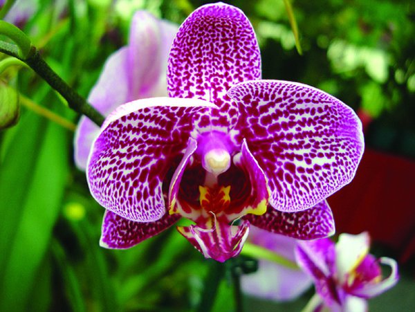 iStock_000006982811OrchidSmall