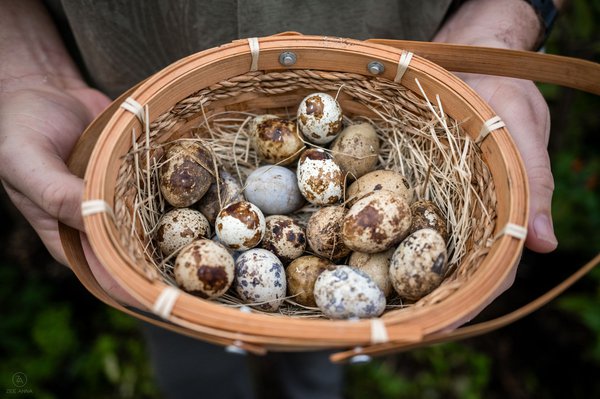 Eggs in basket