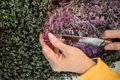 Bonita farmers market microgreens