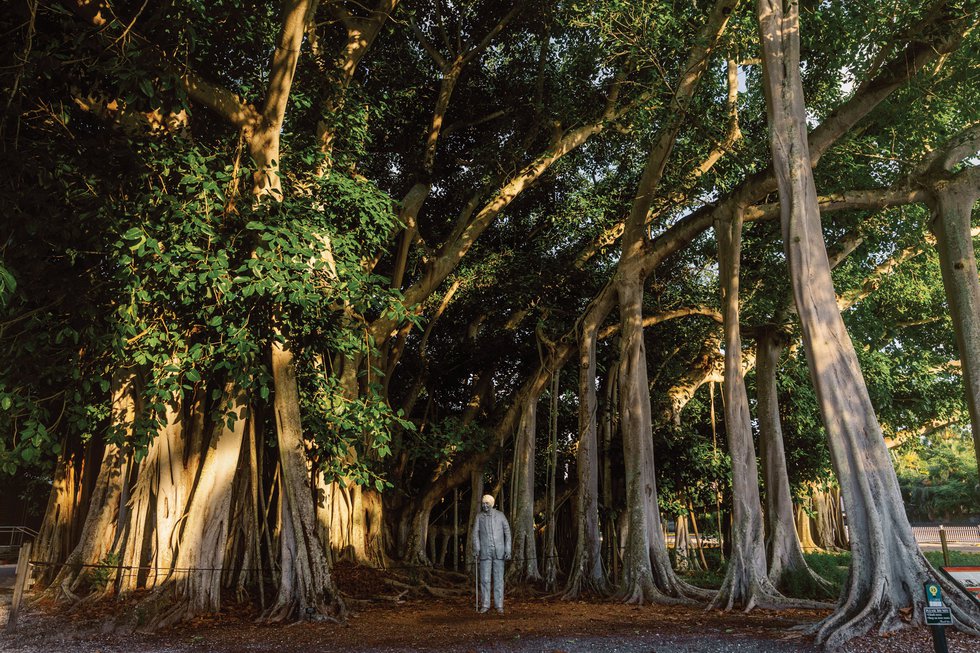 Edison and Ford banyan tree