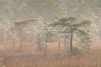 everglades treeline during the day