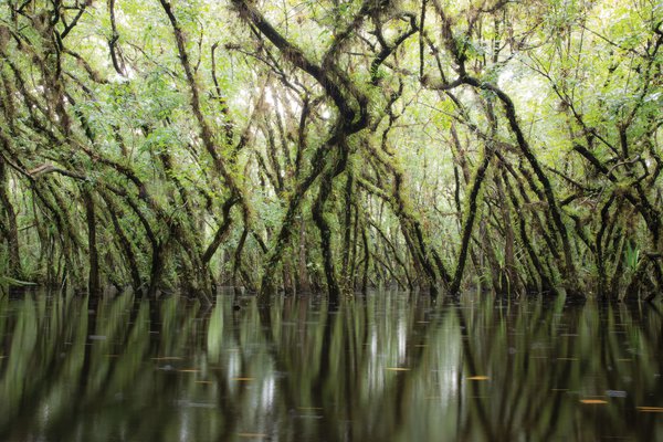 everglades trees in water.jpg