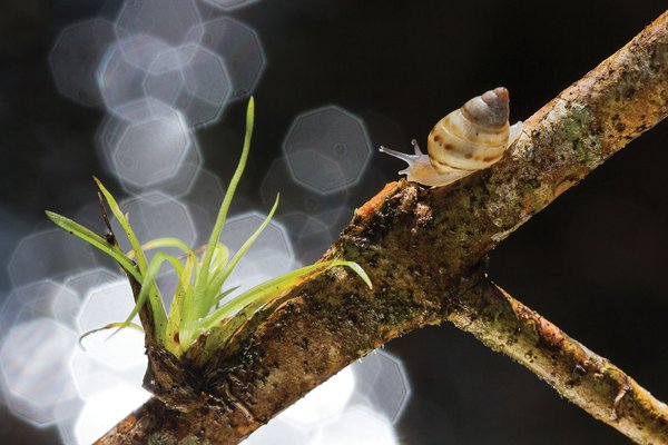 snail on branch with air plant.jpg