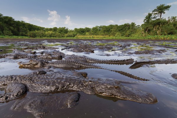 alligator group in everglades.jpg