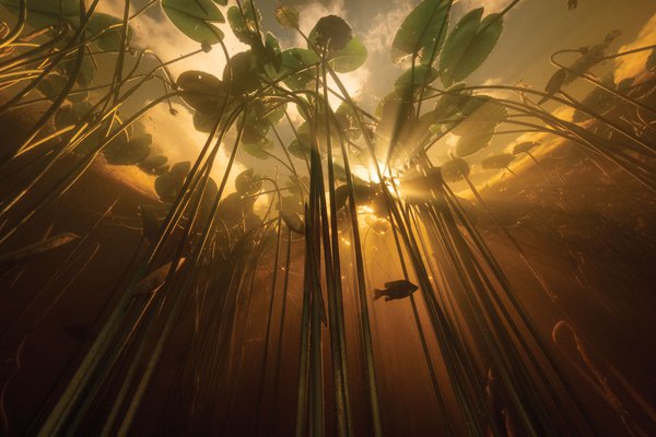 Underwater shot of water plants and a fish.jpg