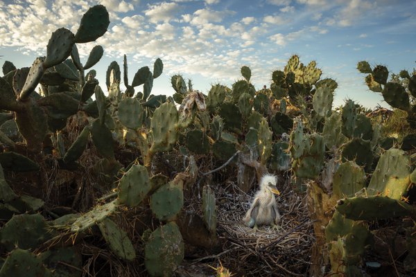 Tiny bird in the middle of a cactus patch.jpg