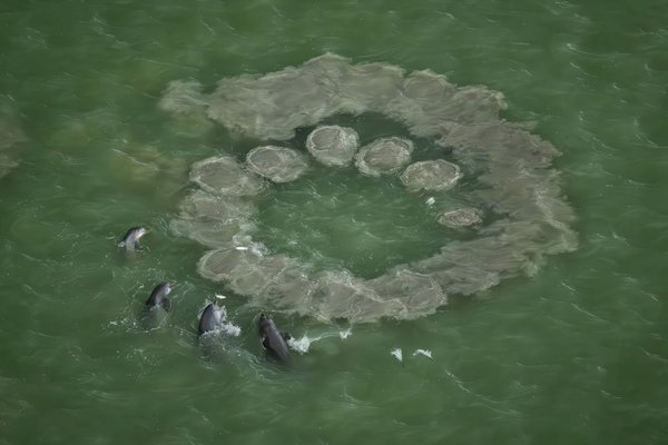 Dolphin pod creating symmetrical circle in the water.jpg